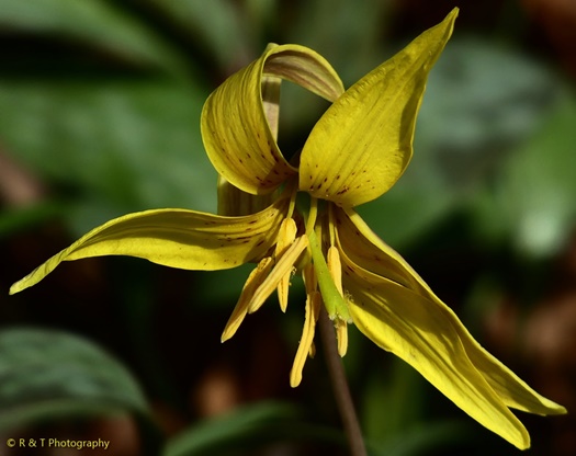 {Erythronium americanum ssp. harperi}